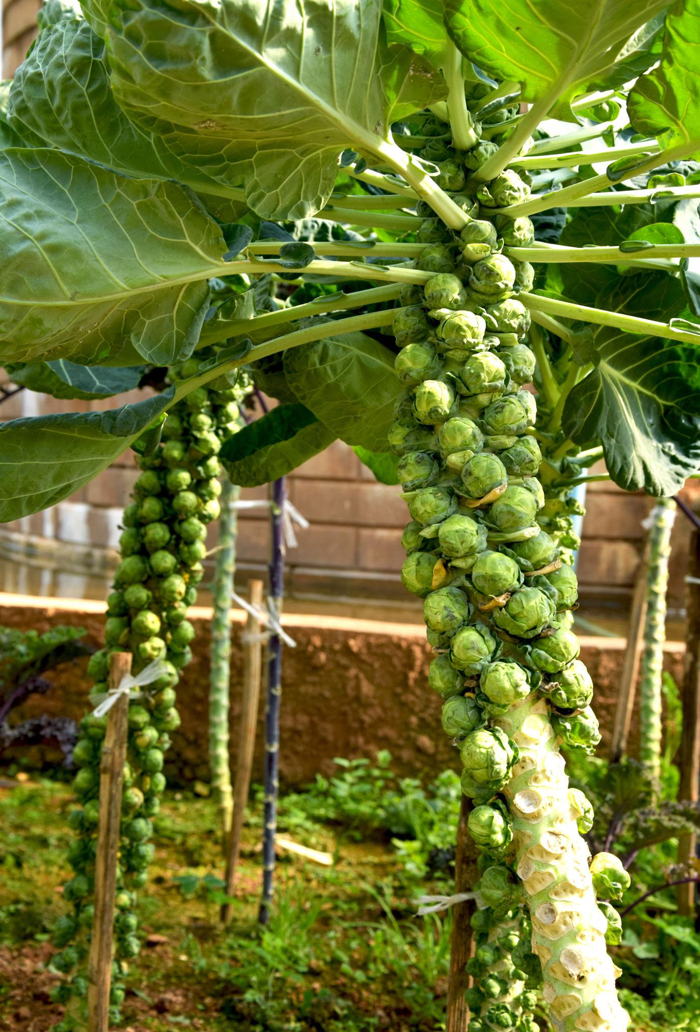 Brassica Oleracea (Brussel Sprouts)