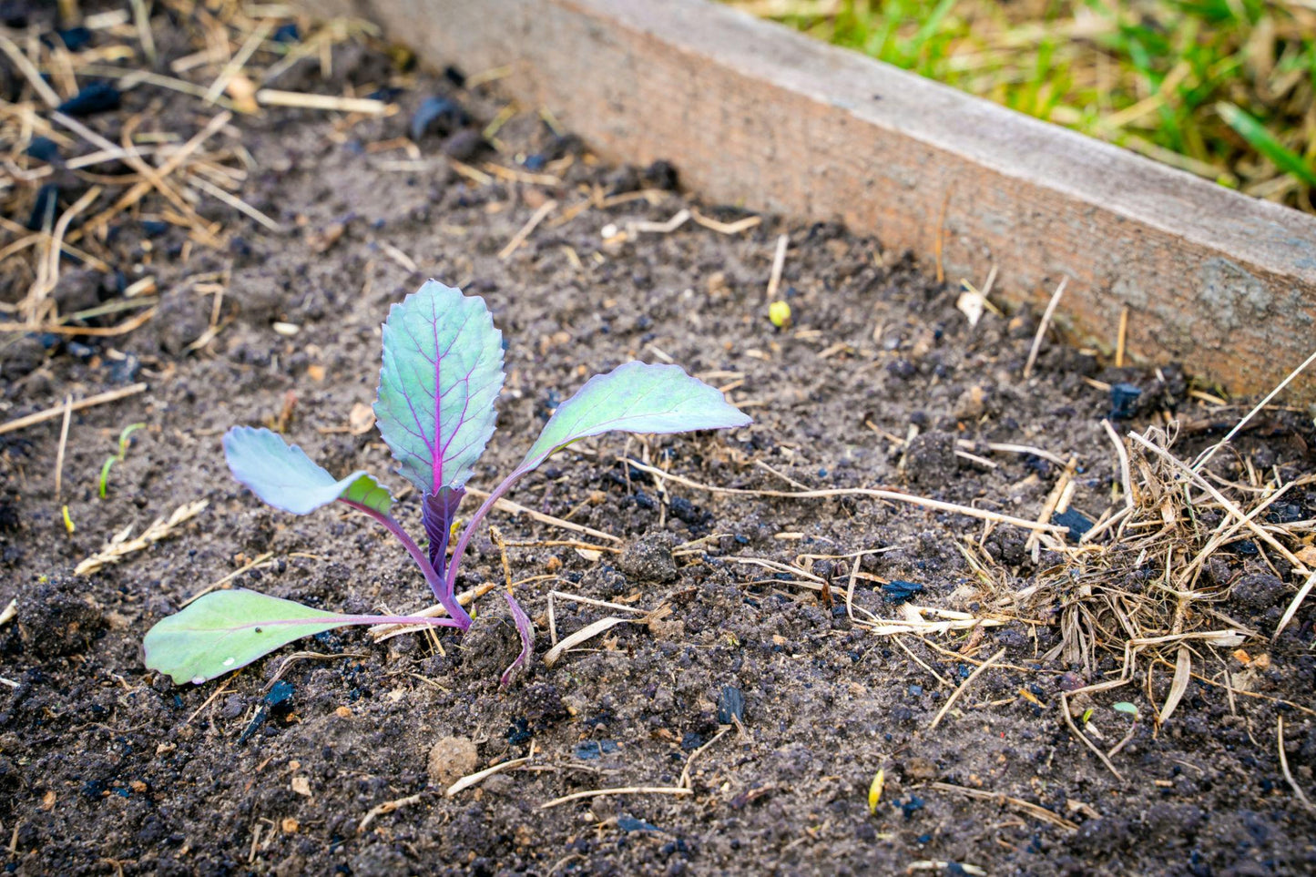 Brassica Oleracea (Mini Red Cabbage)