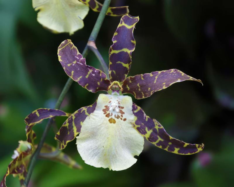 Brassidium Hybrids (Brassidium Orchid / Spider Orchid)