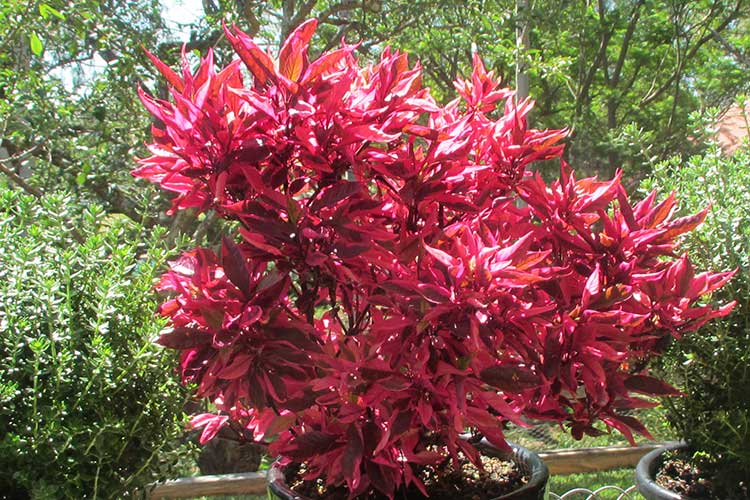 Alternanthera Dentata (Brazilian Red) PBR (Brazilian Red Hots™)