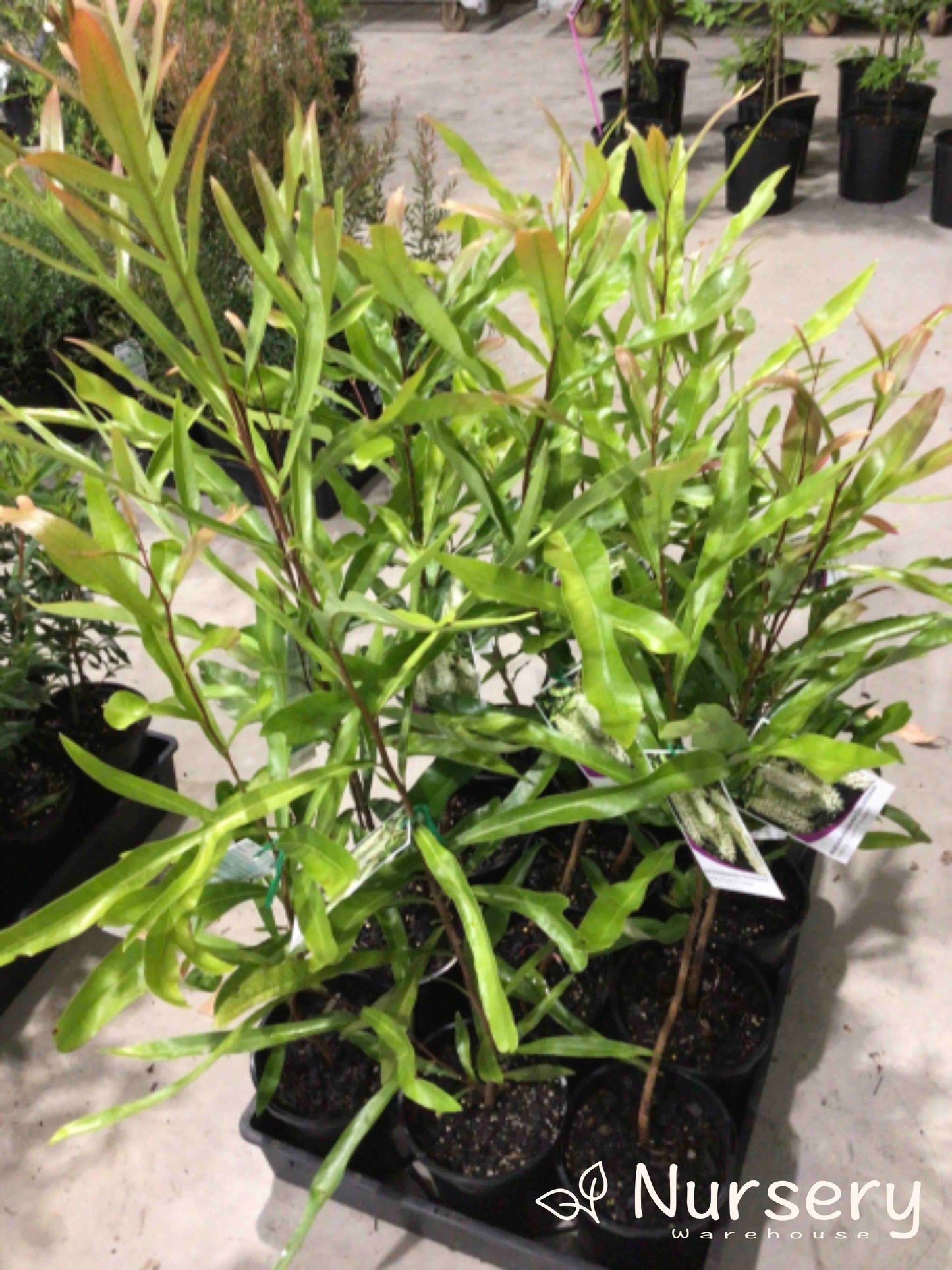 Buckinghamia Celsissima (Ivory Curl Tree / Queensland Laurel)