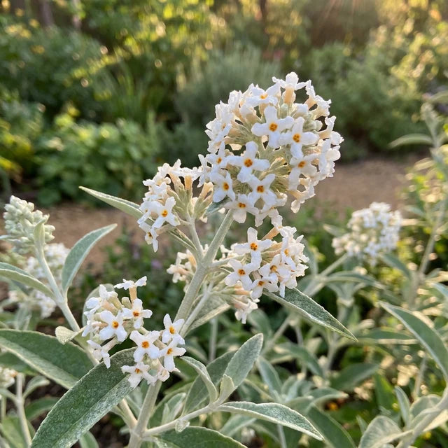 Buddleja ‘Silver Anniversary’ (Silver Anniversary Butterfly Bush)