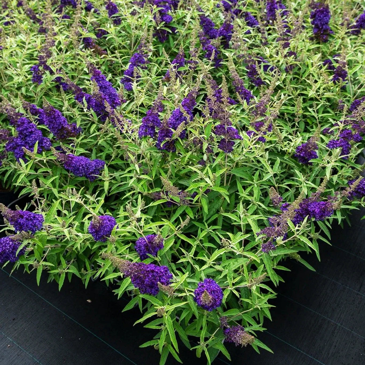 Buddleja Davidii 'Buzz™ Midnight' (Midnight Butterfly Bush)