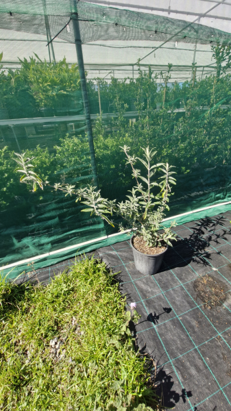 Buddleja Davidii ‘Black Knight’ (Butterfly Bush)