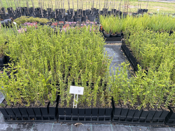 Bursaria spinosa (Australian Blackthorn / Sweet Bursaria)