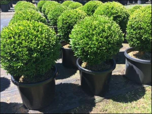 Buxus Bodinieri (Shaggy Box Topiary Ball)
