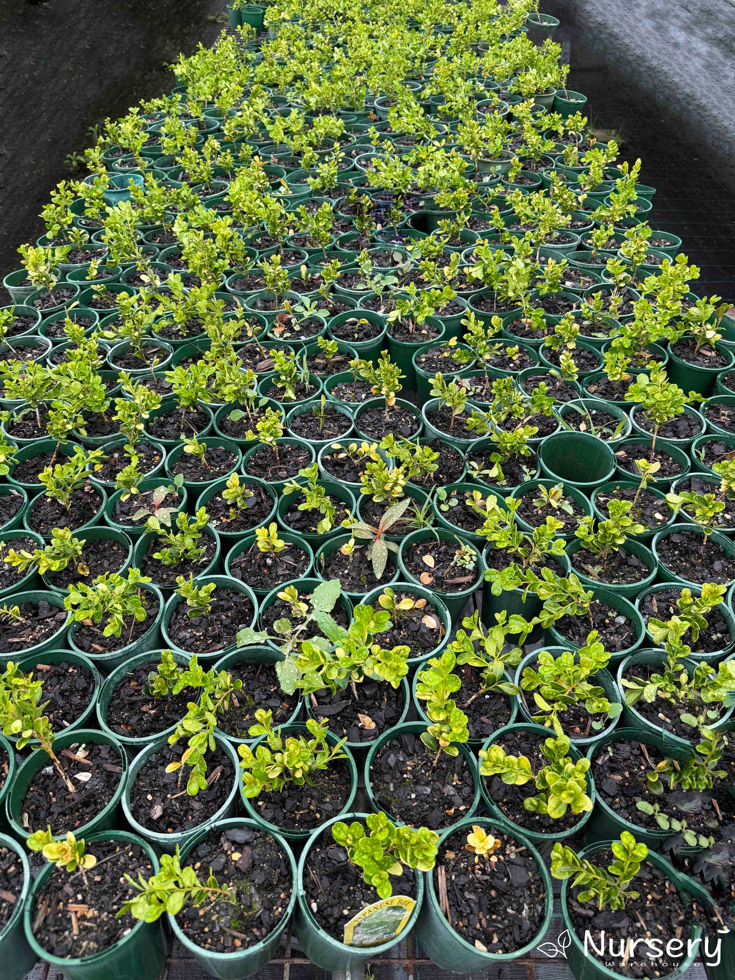 Shelf filled with Buxus Microphylla Japonica plants in pots, showing their rich green leaves and uniform shape.