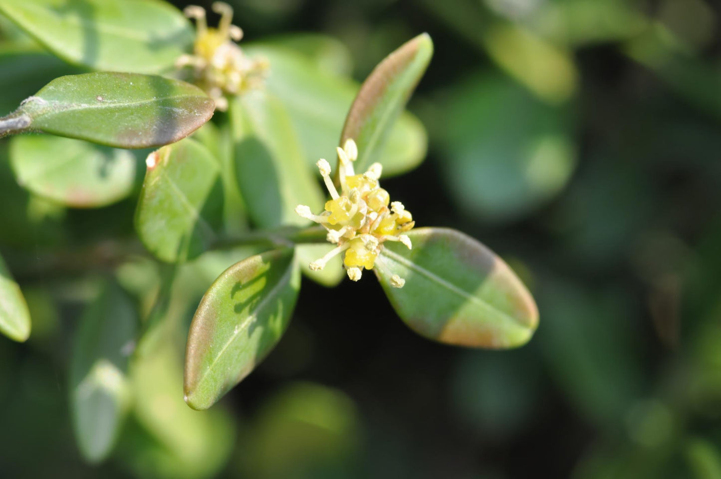 Buxus Microphylla var. Koreana (Korean Box)