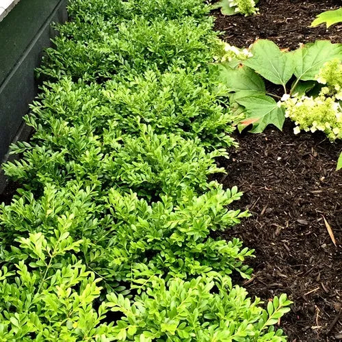Buxus Microphylla var. Microphylla (Littleleaf Boxwood Topiary Saucers)