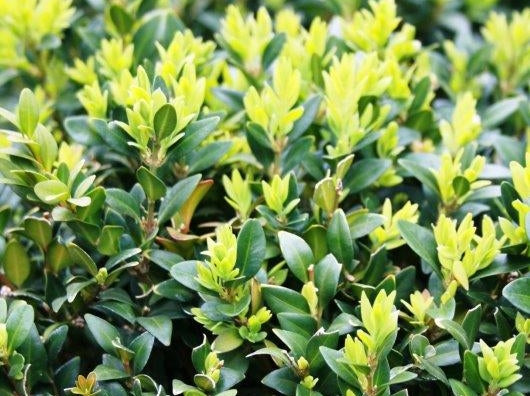 Detailed view of Buxus Sempervirens with dense, glossy dark green leaves, highlighting its rich, compact foliage.