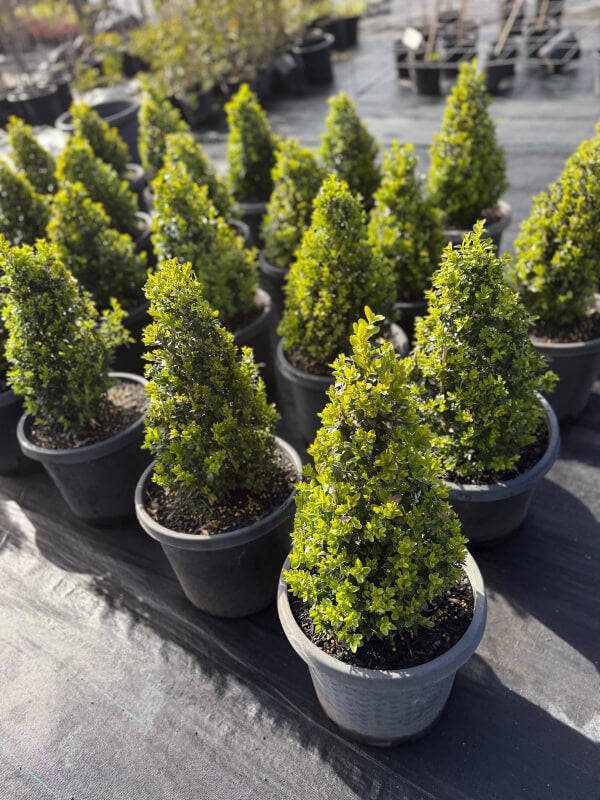 Buxus Sempervirens (English Box Topiary Cones)