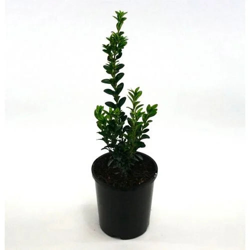Potted Buxus Sempervirens for sale, showing its vibrant, evergreen foliage, ideal for hedging or topiary use.