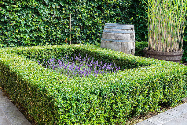 Neatly trimmed Buxus Sempervirens forming a low, formal border around a garden bed, adding structure and elegance to the landscape.