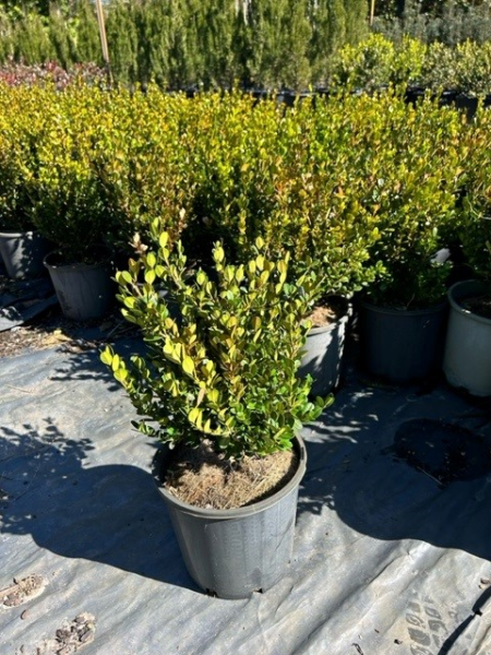 Buxus Microphylla ‘Faulkner’ (Faulkner Boxwood)
