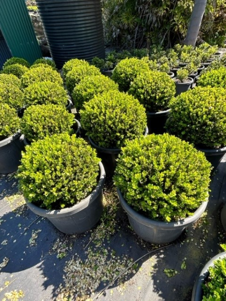 Buxus Microphylla ‘Faulkner’ (Faulkner Japanese Box Topiary Balls)