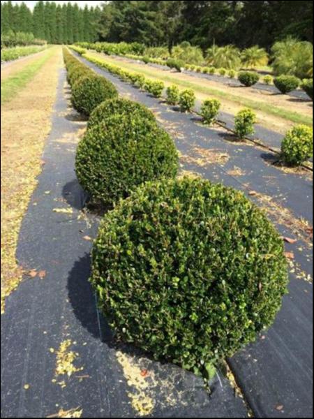 Buxus Microphylla ‘Faulkner’ (Faulkner Japanese Box Topiary Balls)