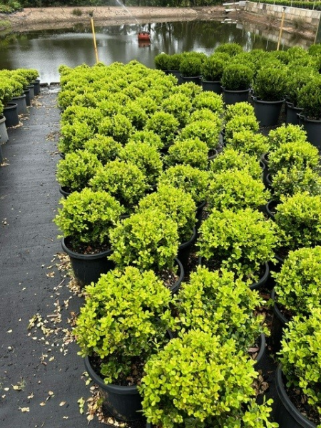 Buxus microphylla japonica (Japanese Box Topiary Balls)