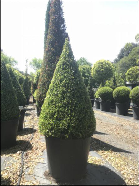 Buxus Microphylla Japonica (Japanese Box Topiary Cones)
