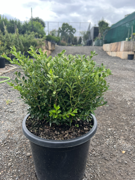 Buxus Microphylla var. Microphylla (Small-Leaved Box)