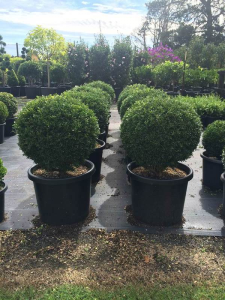 Buxus microphylla (Boxwood)