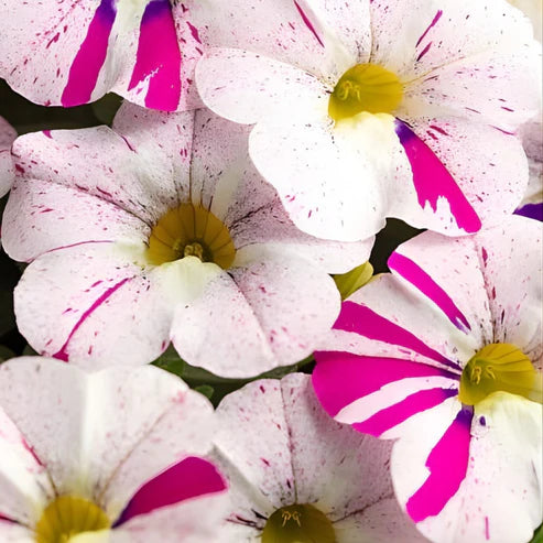 Calibrachoa ‘Caliloco Graffiti’ (Million Bells)
