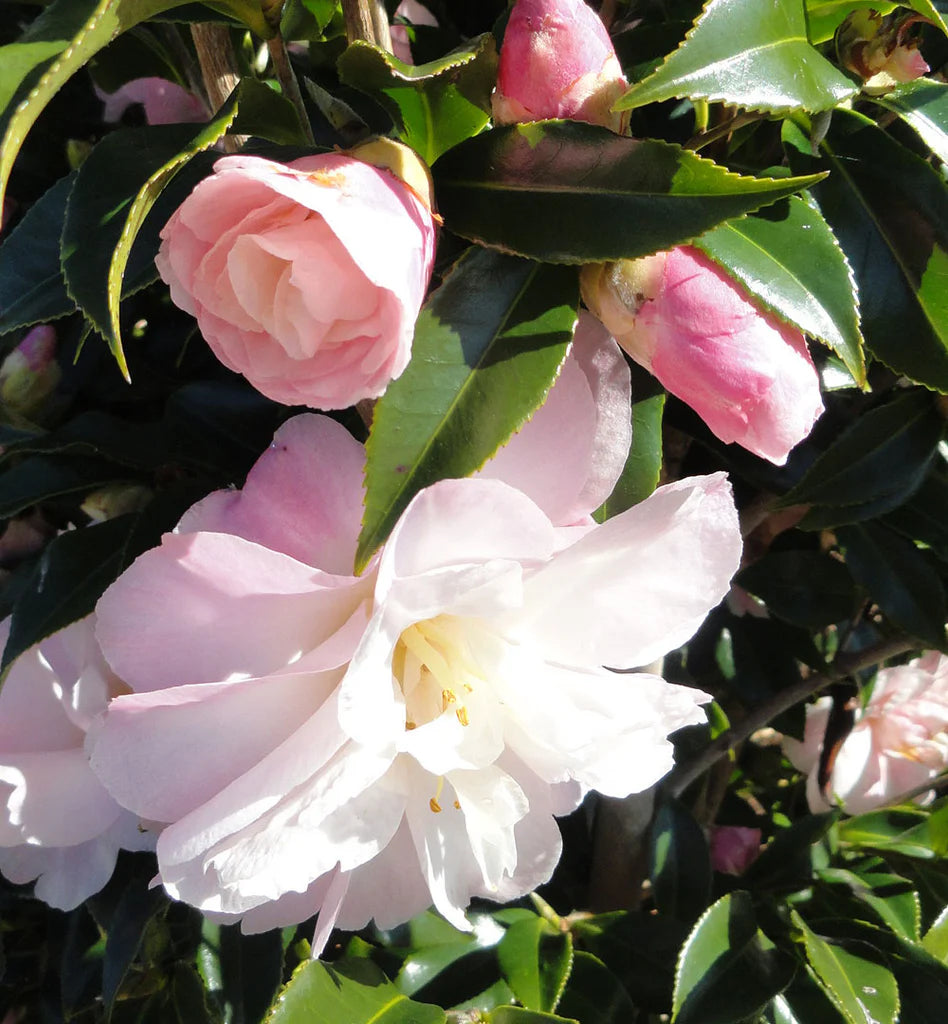 Camellia sasanqua ‘Jane Morgan’ (Sasanqua Camellia)
