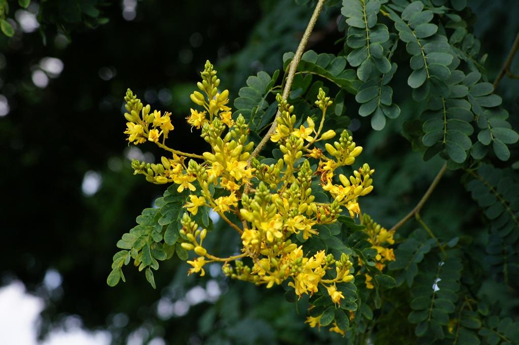 Caesalpinia ferrea (Leopard Tree)