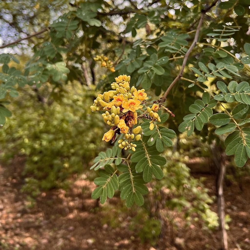 Caesalpinia Ferrea (Syn. Libidibia) (Brazilian Ironwood)