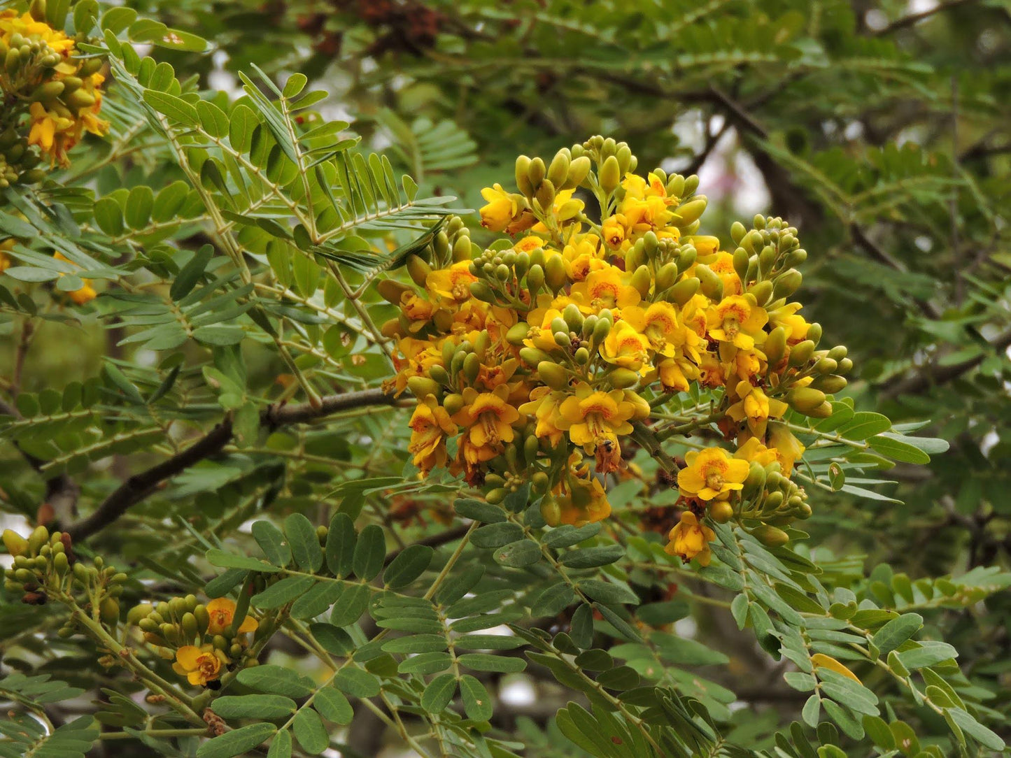 Caesalpinia Ferrea (Syn. Libidibia) (Brazilian Ironwood)