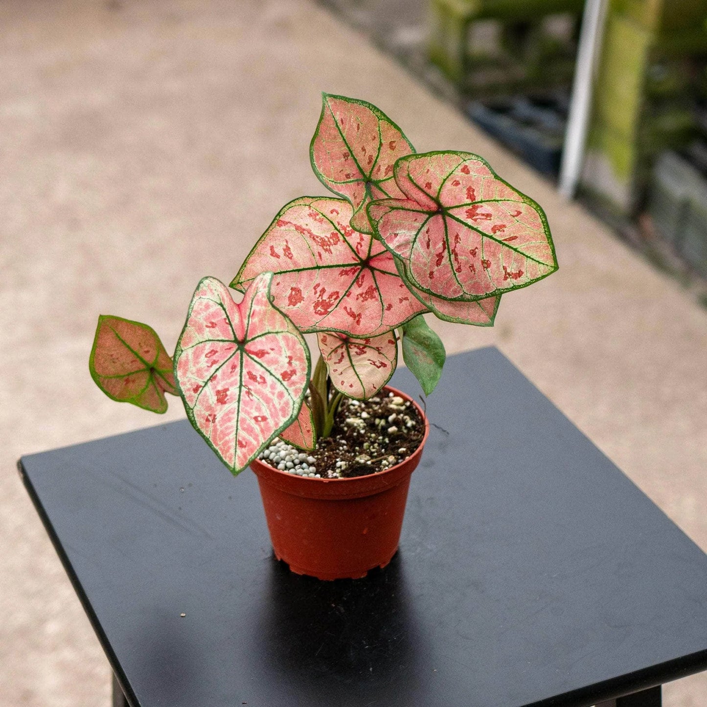 Caladium bicolor (The Scarlet Girl)