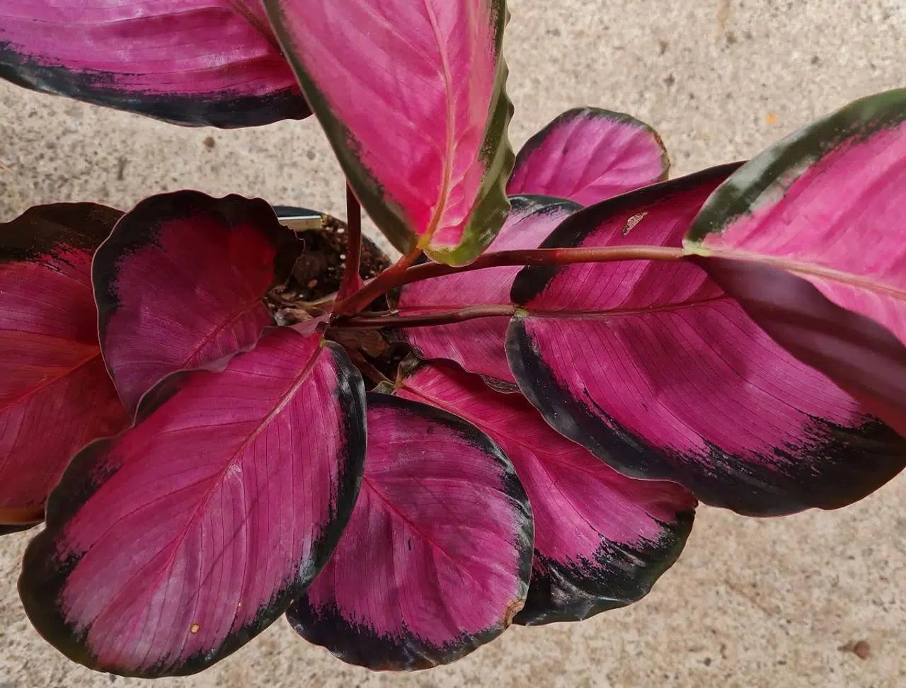 Goeppertia (Calathea) ‘Purple Rose’