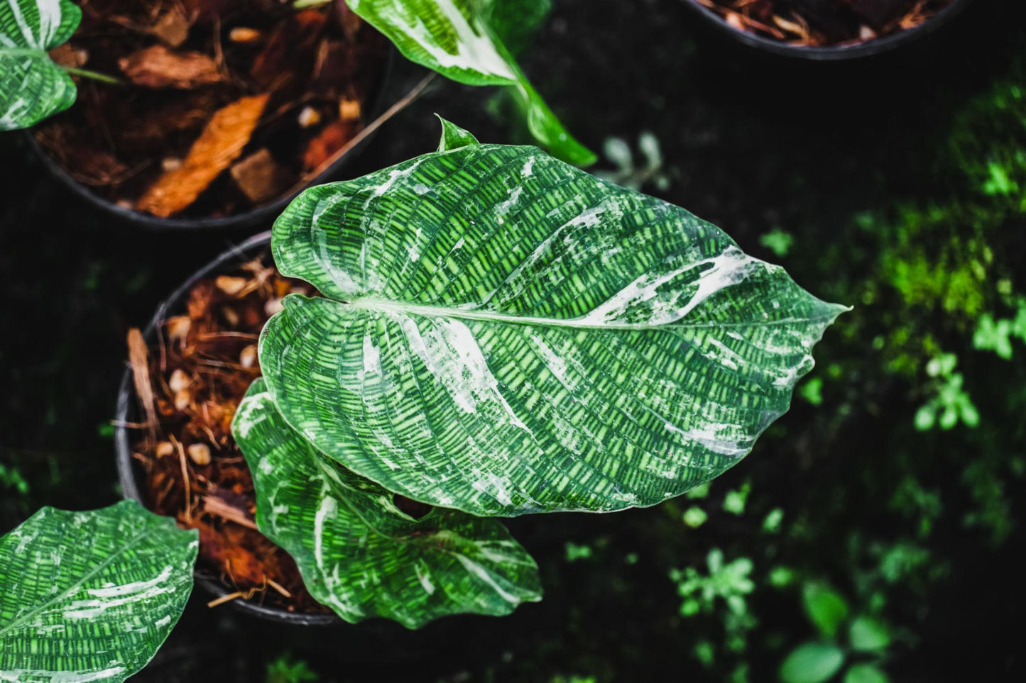 Calathea Musaica (Network Calathea)