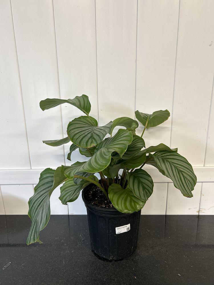 Calathea Orbifolia (Round Leaf Calathea)