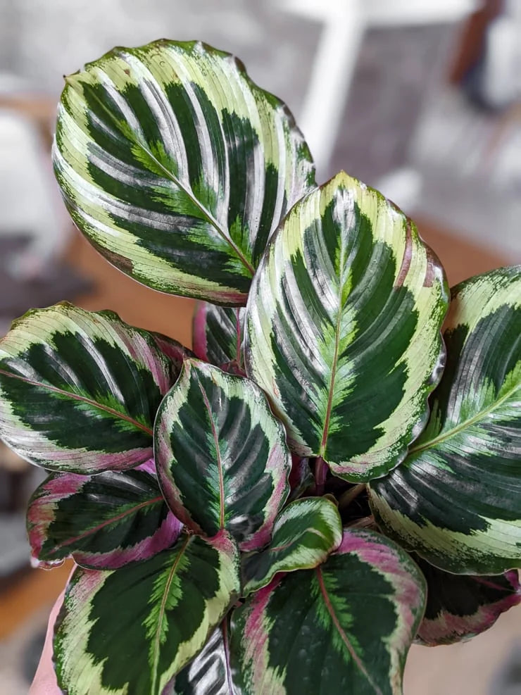 Calathea medallion (Medallion)