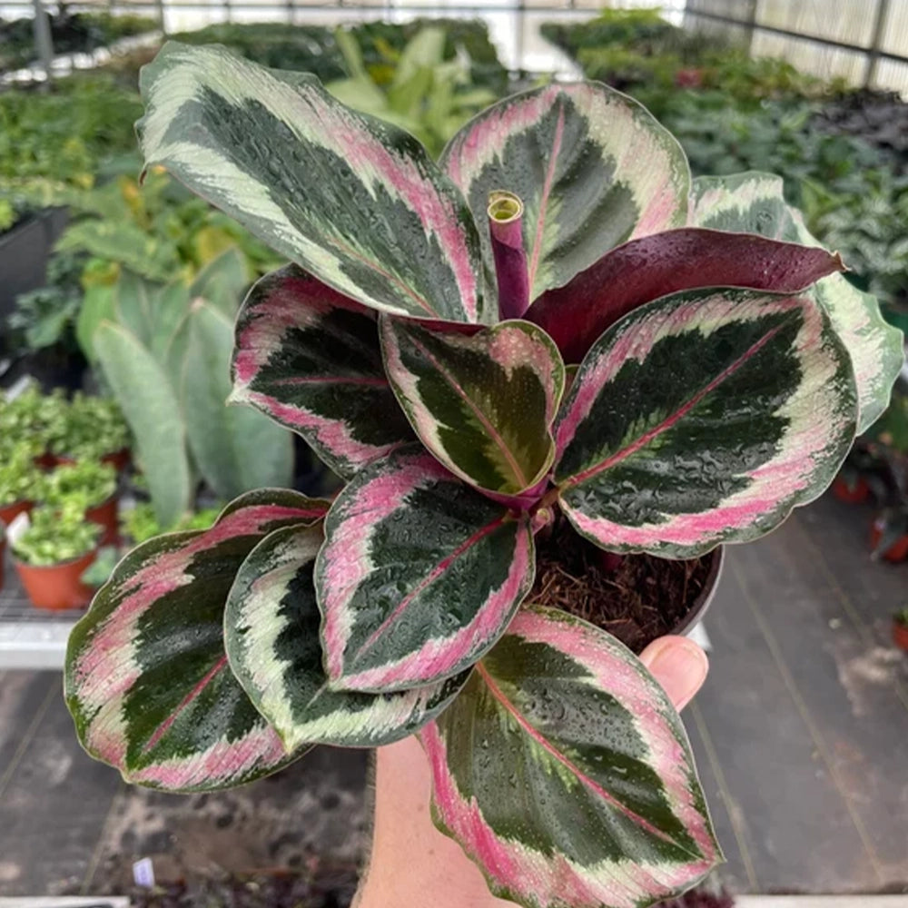 Goeppertia Roseopicta ‘Shinestar’ (Shinestar Calathea)