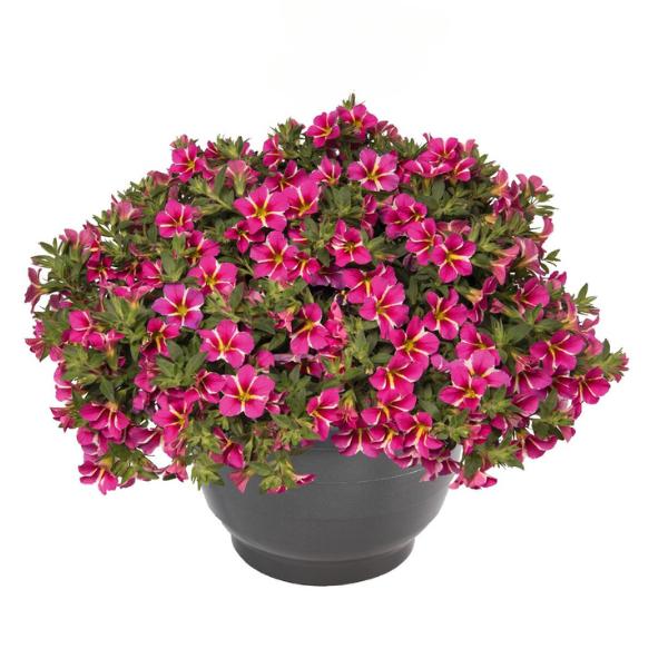 Calibrachoa ‘Aloha Cherry Cartwheel’ (Aloha Cherry Cartwheel Million Bells)