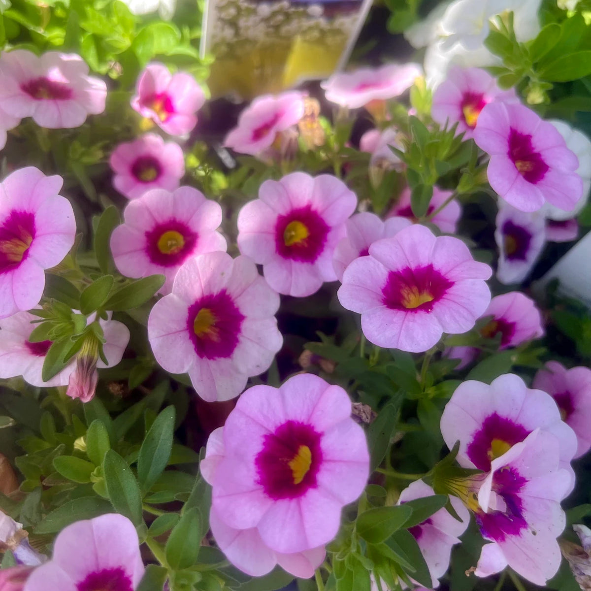 Calibrachoa ‘Tik Tok Rose’ (Million Bells)