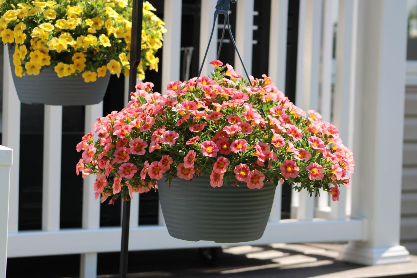 Calibrachoa hybrid (Caliloco Spicy Honey)