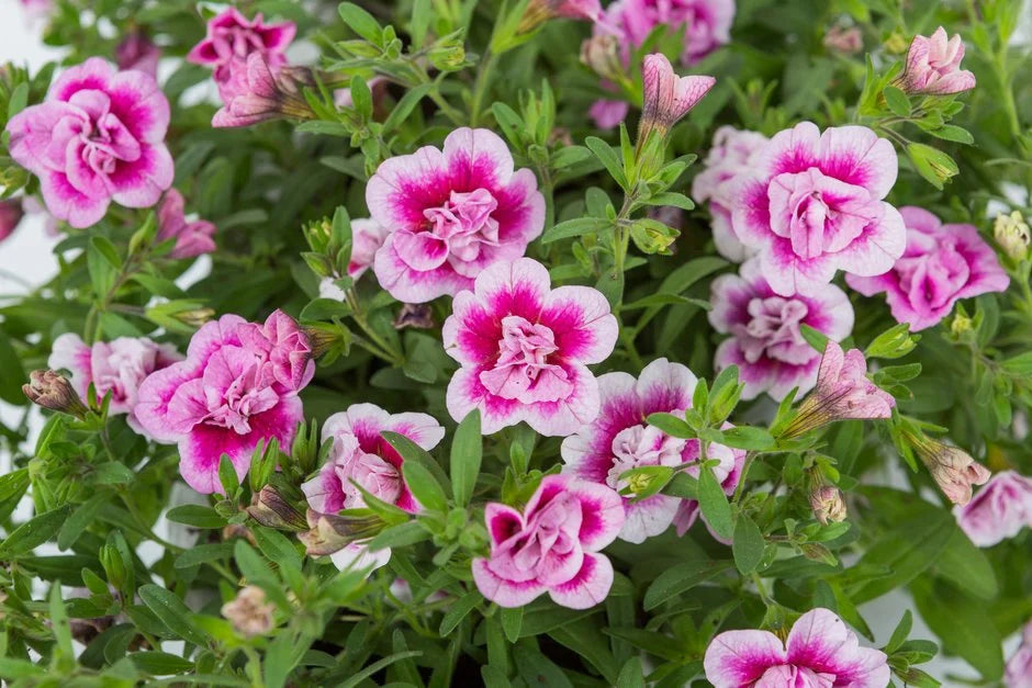 Calibrachoa ‘MiniFamous® Uno Double PinkTastic’ (Million Bells)