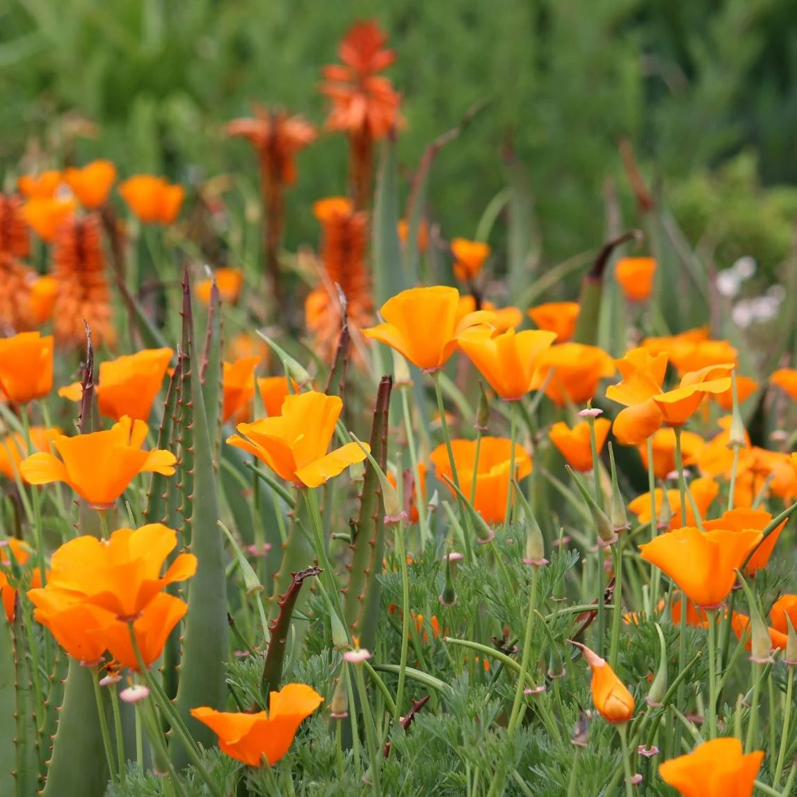 Eschscholzia californica 'Orange' (Orange California Poppy)