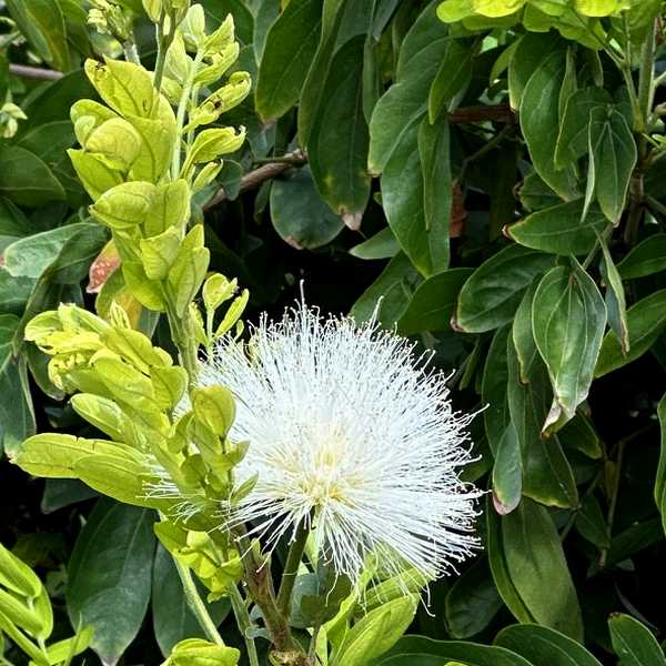 Calliandra haematocephala ‘Alba’ (White Powder Puff / White Calliandra)