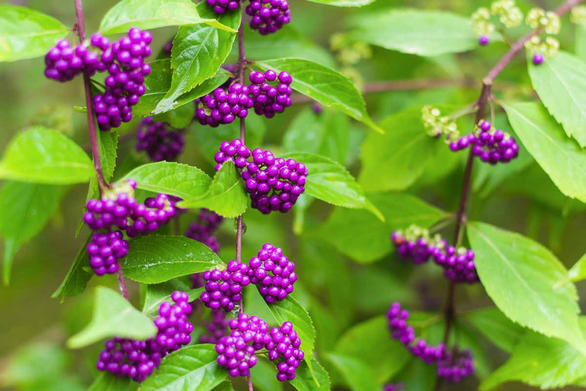 Callicarpa Rubella (Beauty Berry)