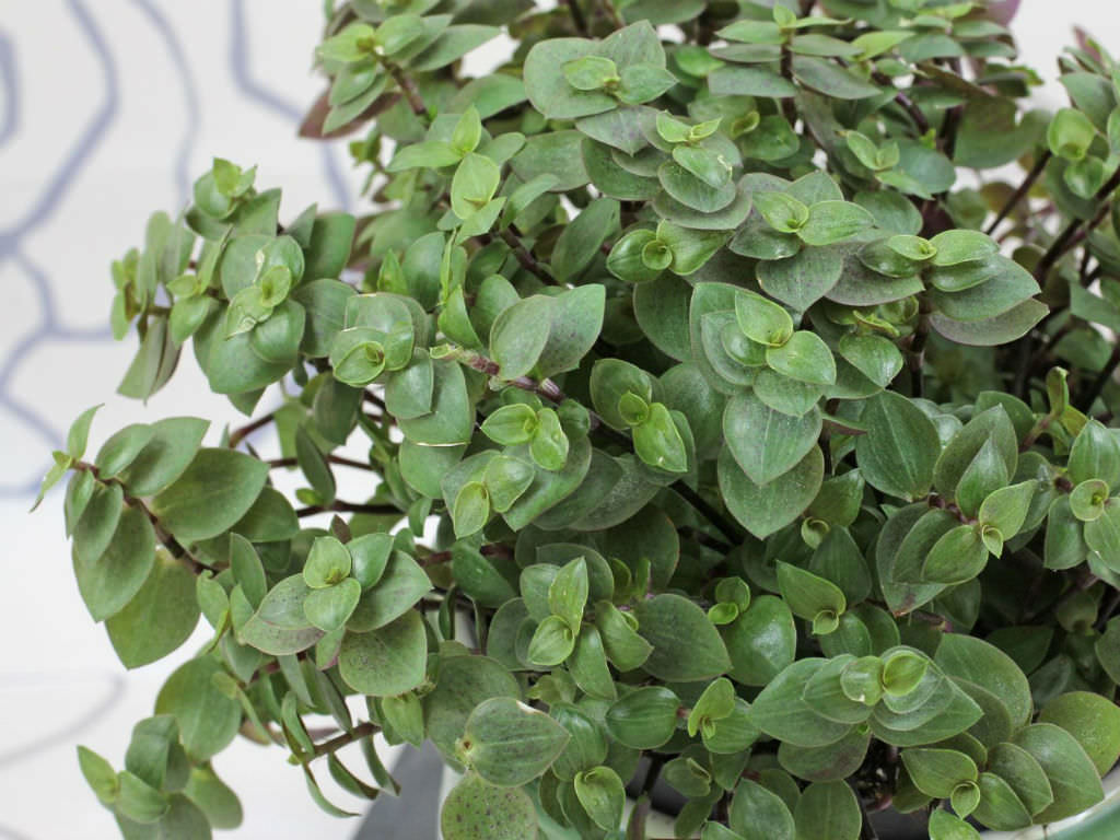 Callisia Repens (Turtle Vine) (Syn. Tradescantia Minima)