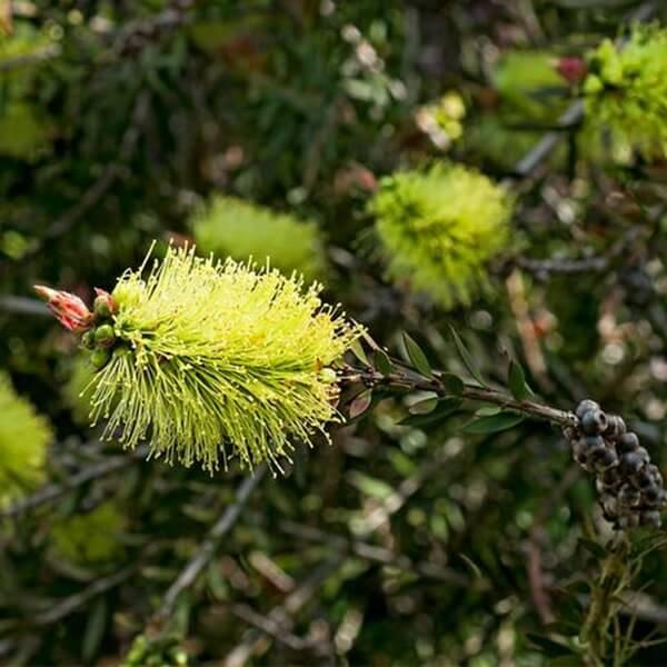 Callistemon Pinifolius 'Green' (Green Pine-Leaf Bottlebrush)