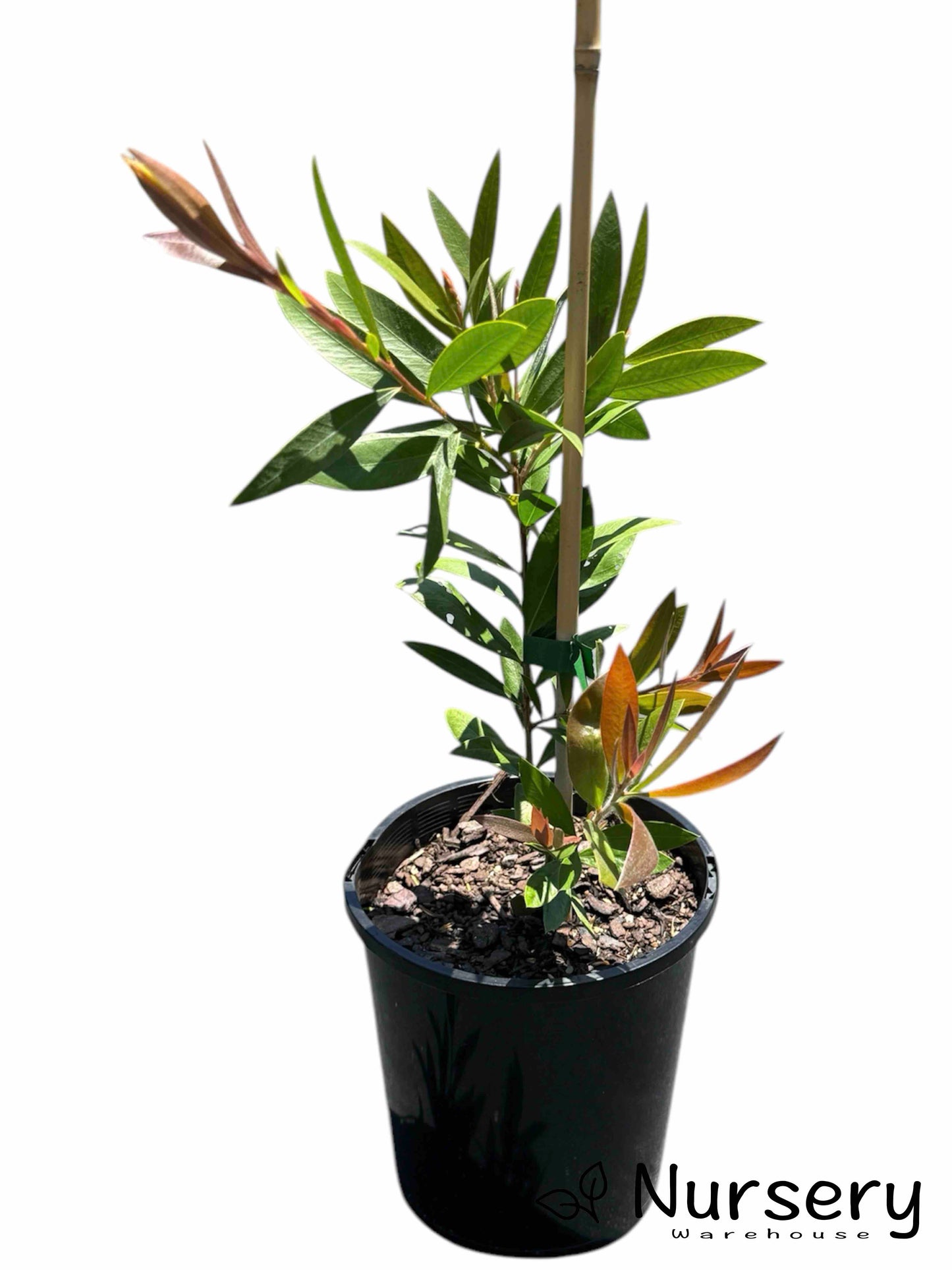 Callistemon Reeves Pink (Pink Bottlebrush) plant in a pot, ready for sale.