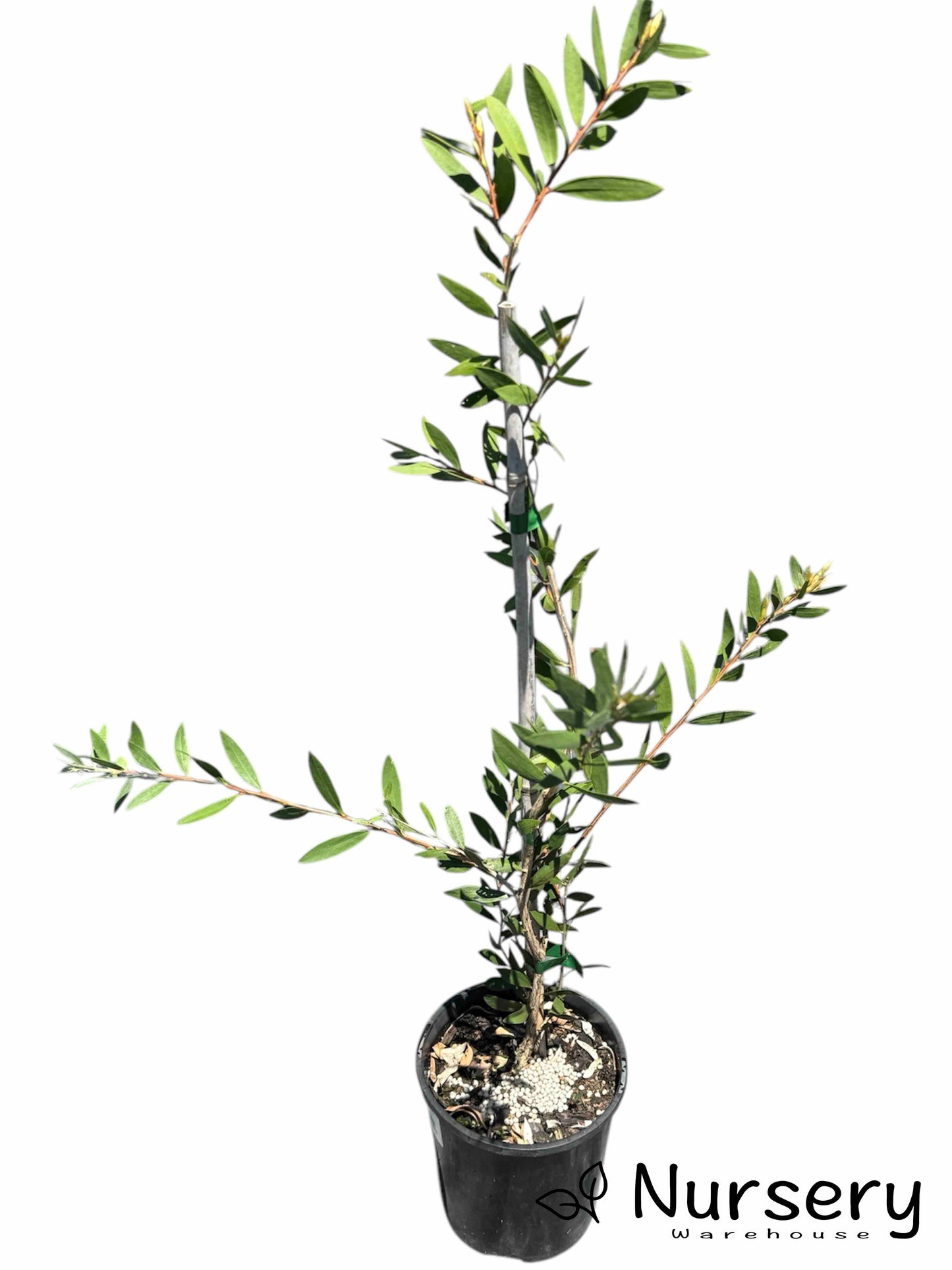 Callistemon Reeves Pink (Pink Bottlebrush) plant in a 140mm pot, ready for sale.