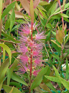 Close-up of Callistemon Reeves Pink (Pink Bottlebrush) flowers in vibrant pink bloom.