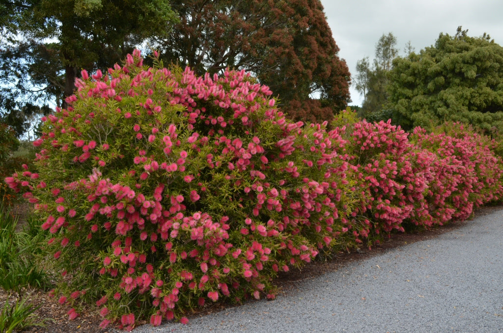 Callistemon Reeves Pink (Pink Bottlebrush) hedge lining a driveway, showcasing vibrant pink flowers.