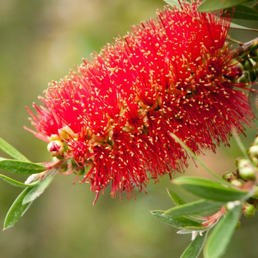 Callistemon Sieberi (Siebier's Bottlebrush)