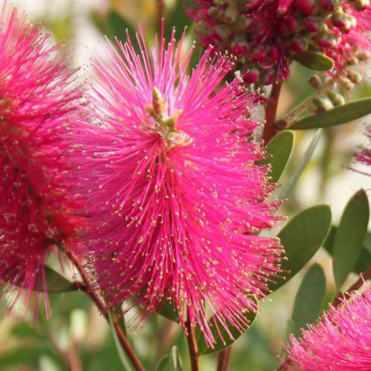 Callistemon ‘CNU19’ Fluro Burst™ (Bottlebrush)